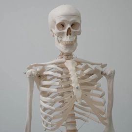 What Human Bones Can Show About Health in the Past